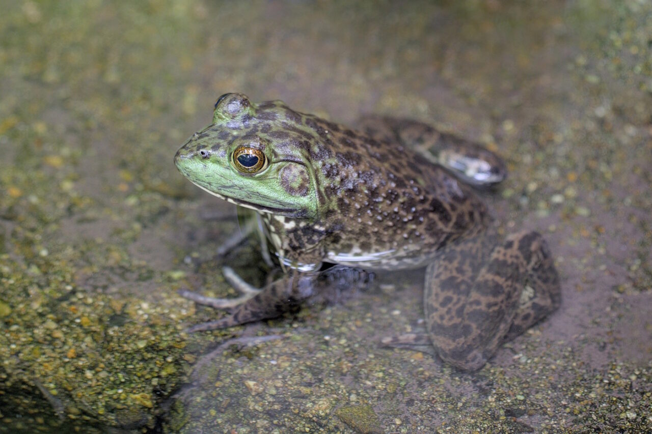 Das Foto zeigt einen Froisch, der auf einem Stein im Wasser sitzt