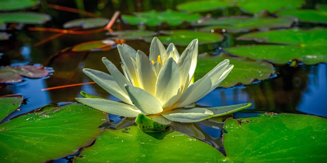 Das Foto zeigt eine weiße Seerose in einem Gartenteich