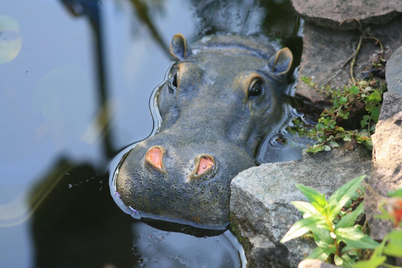 Das Foto zeigt ein Nilpferd aus Stein am Teichrand