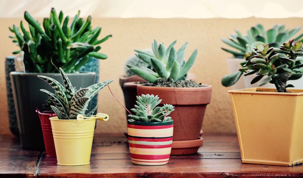 Das Foto zeigt Pflanzen in Töpfen