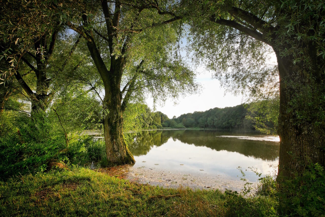 Das Foto zeigt Bäume an einem See