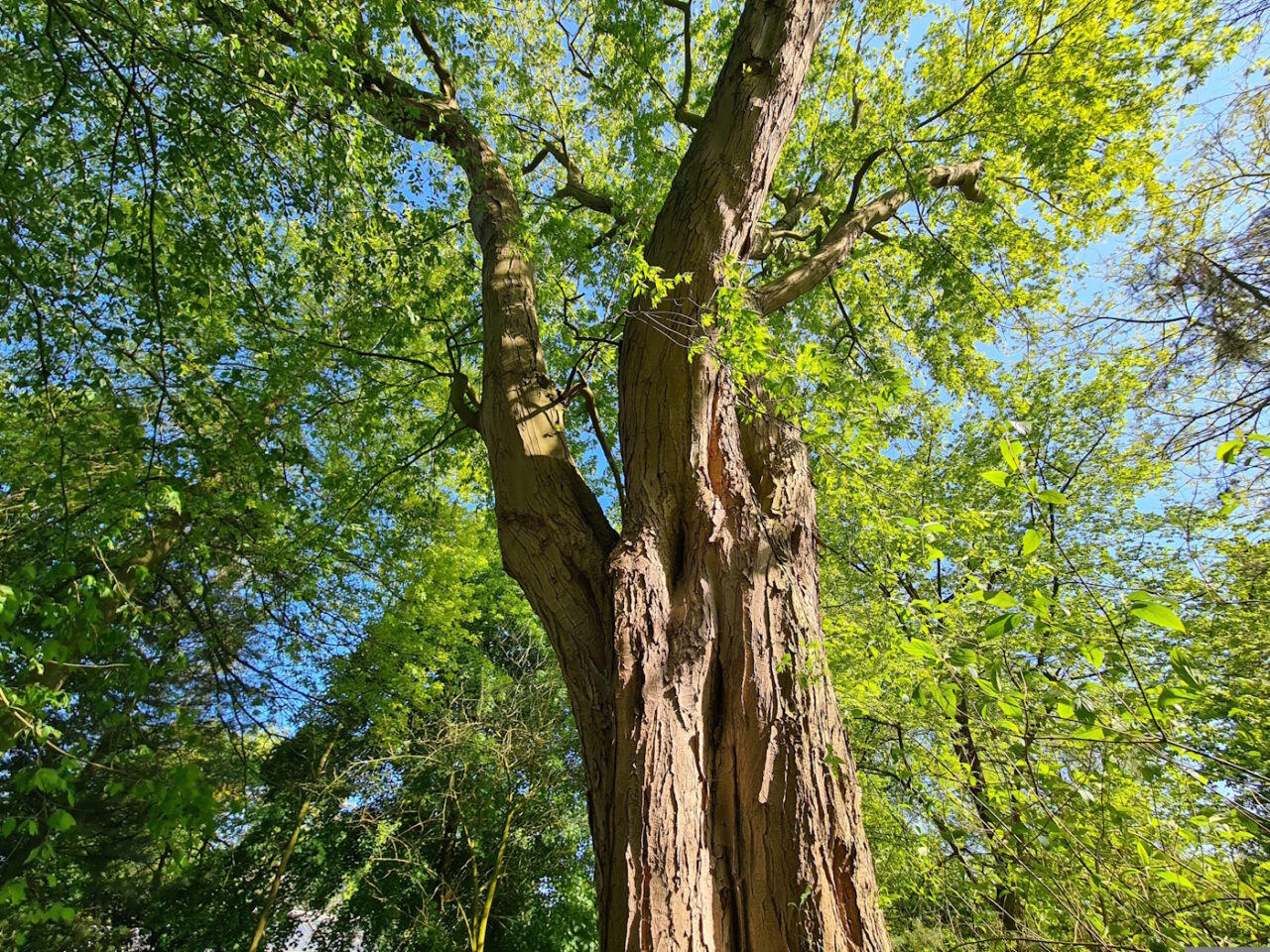 Das Foto zeigt einen Baum