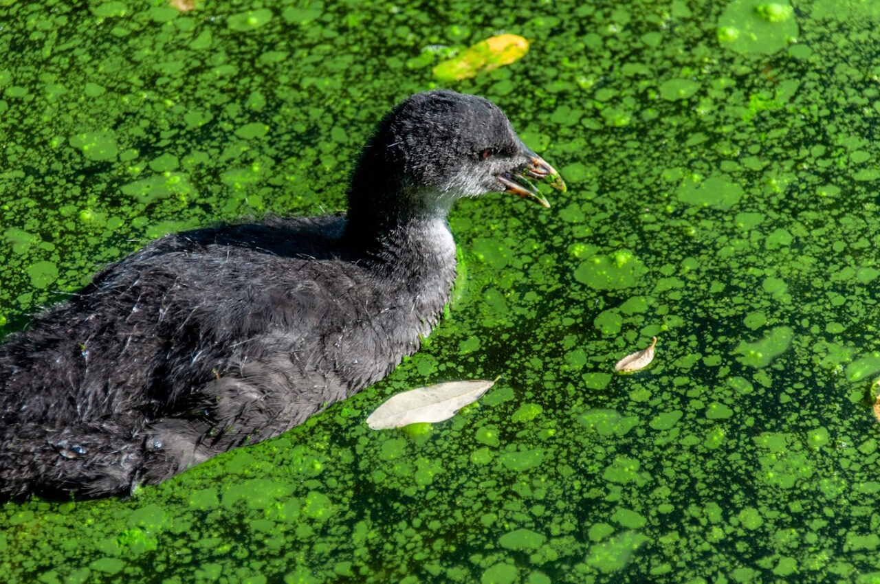 Das Foto zeigt eine kleine Ente im Algenteich