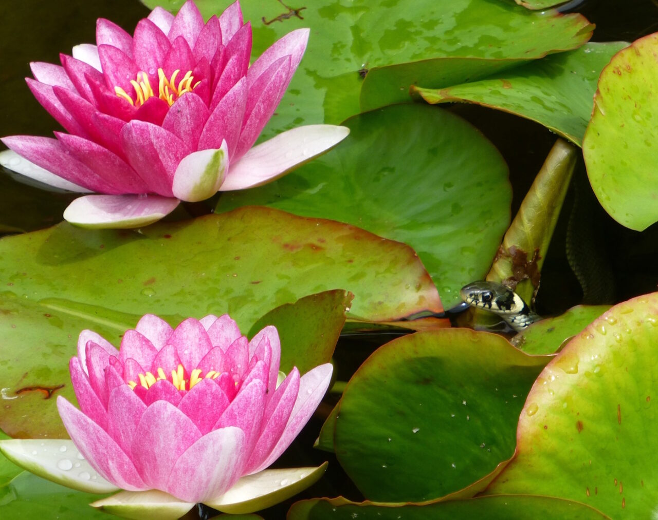 Das Foto zeigt Seerosen im Gartenteich