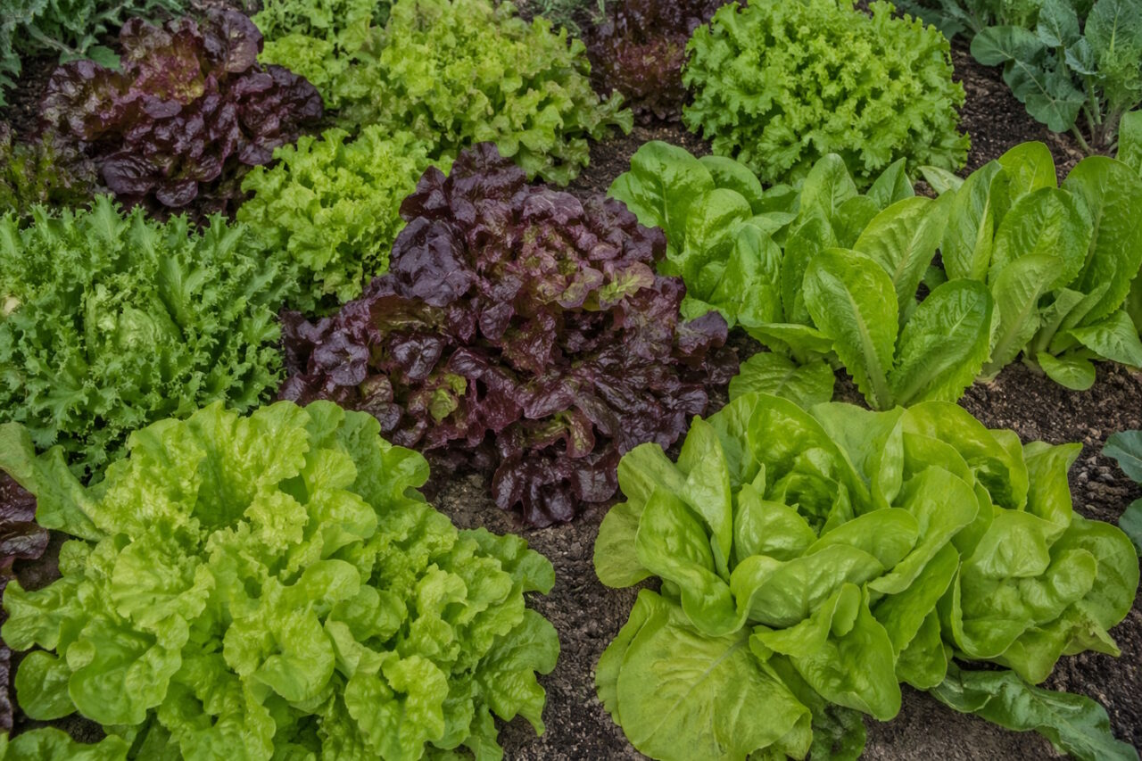 Das Foto zeigt verschiedene Salatsorten