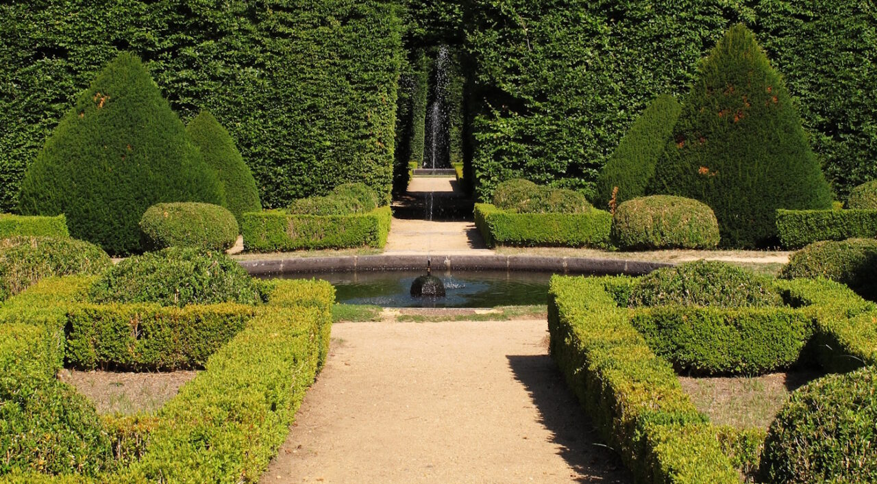 Das Foto zeigt eine Hecke aus Buchsbaum