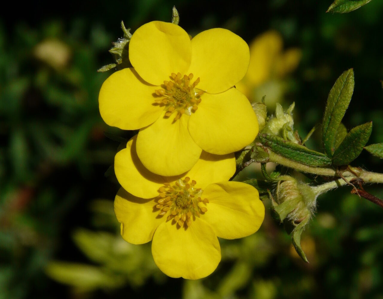 Das Foto zeigt die gelben Blüten vom Goldfinger