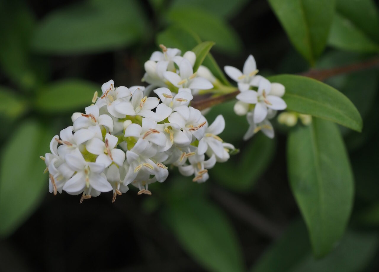Das Foto zeigt weiße Blüten vom Liguster