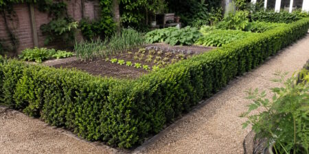 Das Foto zeigt eine niedrige Hecke im Garten